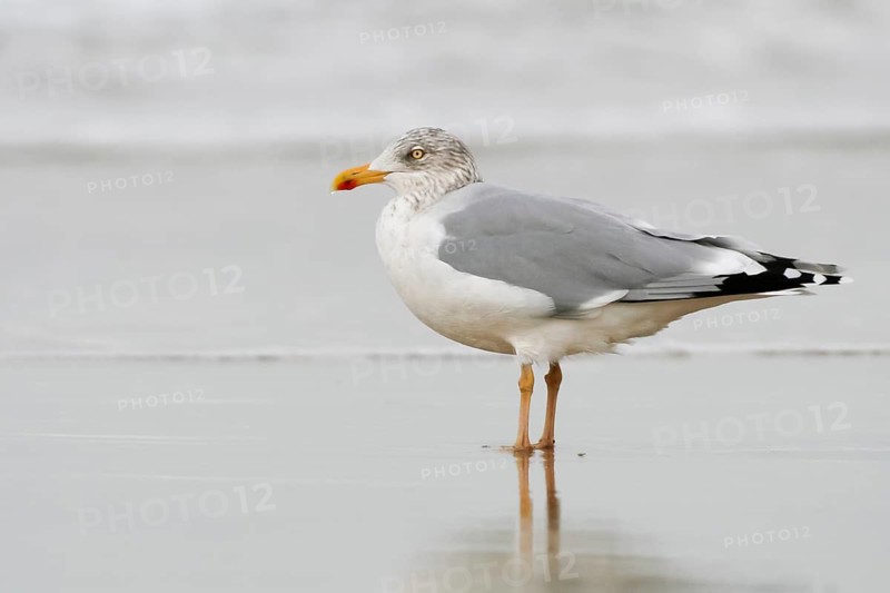 European Herring Gull (Larus argentatus), Schleswig-Holstein, Germany