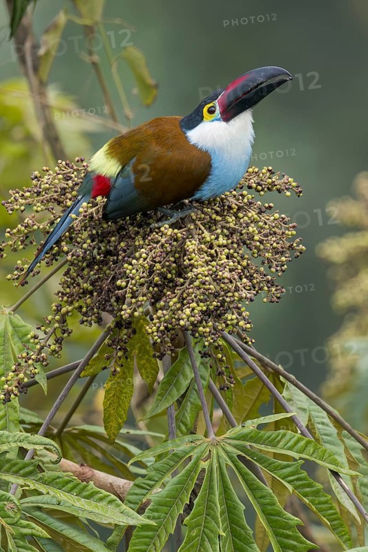 Black-billed Mountain Toucan (Andigena nigrirostris) perched on a branch in Colombia, South America