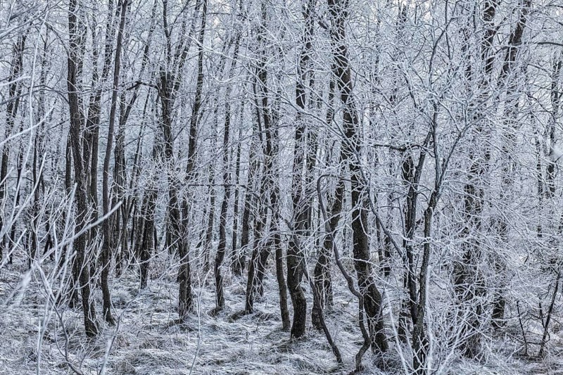 Hoarfrost on trees