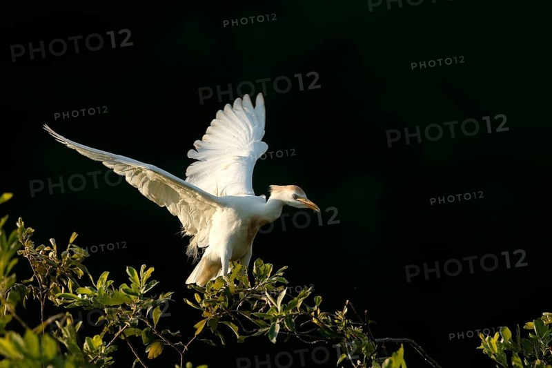 Western Cattle Egret (Bubulcus ibis), Lombardy, Italy