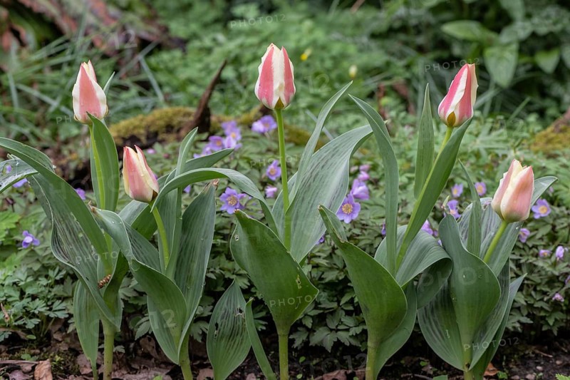 Tulip blossom (Tulipa), Emsland, Lower Saxony, Germany