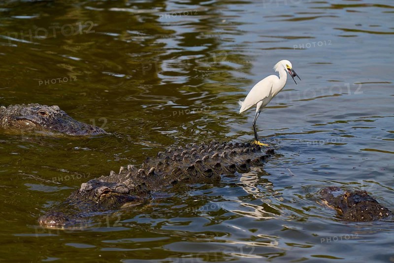 A white bird resting on an alligator swimming through the water, Great Blue Heron (Egretta thula), American Alligator (Alligator mississippiensis), Orlando, Florida, USA