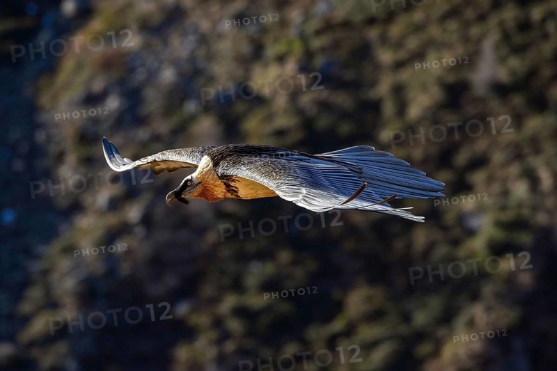 Animals, birds, vultures, bearded vultures, aerial view, lamb vultures, bird of prey, (Gypaetus barbatus), South Tyrol, alpine birds, animals, birds of prey, South Tyrol, Italy