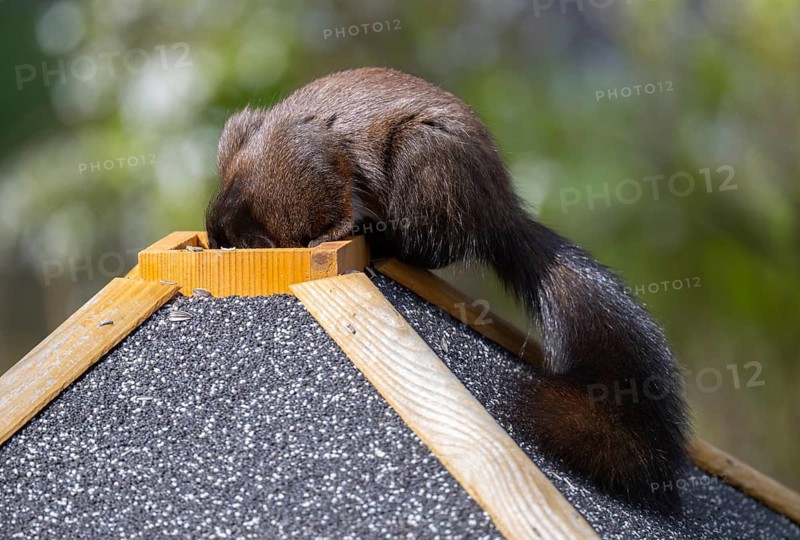 Eurasian red squirrel (Sciurus vulgaris), melanistic animal, also called black squirrel, sits on bird house, and gets food through the roof hatch, feeding hatch, tail still looking out, funny, funny, Stuttgart, Baden-Württemberg, Germany