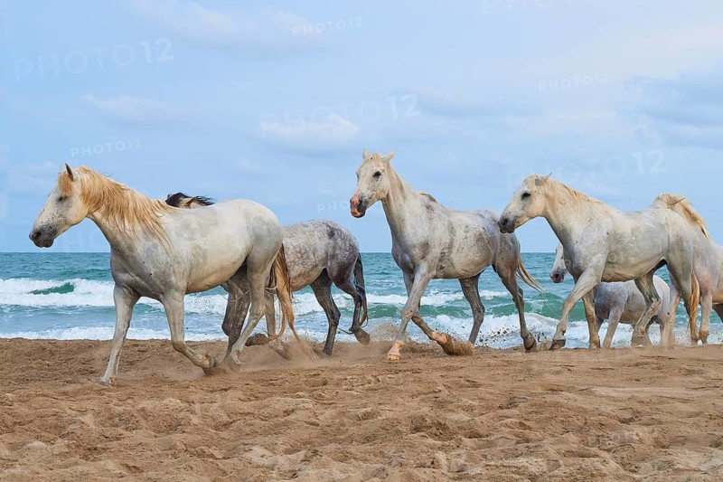 Group of white Camargue horses running along the sandy beach, the sea in the background under a clear sky, Camargue, France
