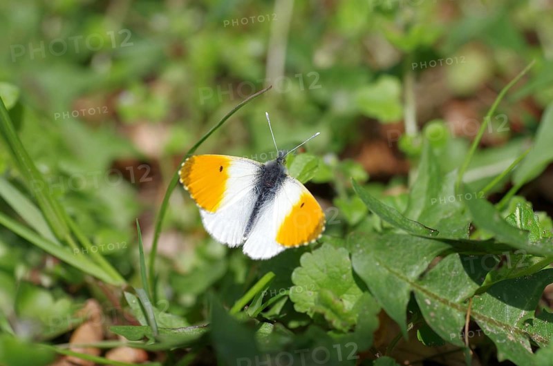 Aurora butterfly (Anthocharis cardamines), male, orange, leaves, open wings, spring, sunlight