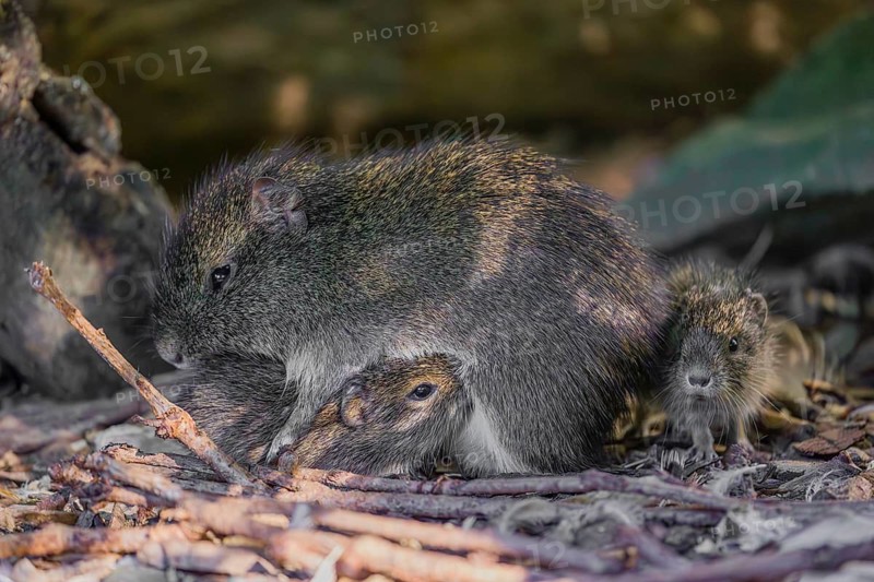 An adult female Brazilian guinea pig (Cavia aperea) nurses one of her babies on the forest floor