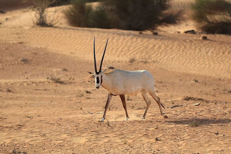 An oryx wanders through a vast desert landscape of sand and sparse vegetation, an Arabian oryx (Oryx leucoryx) in the desert, Dubai, United Arab Emirates
