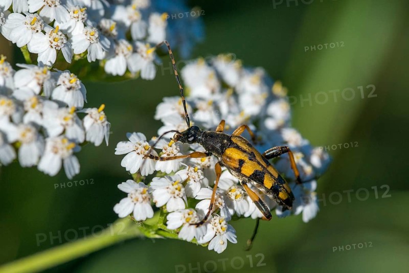 Black and yellow longhorn beetle, cerambycidae, spotted larbock, harlequin longhorn, leptura maculata, rutpela maculata, strangalia maculata, beetle, longhorn beetle, coleoptera, insects, beetles
