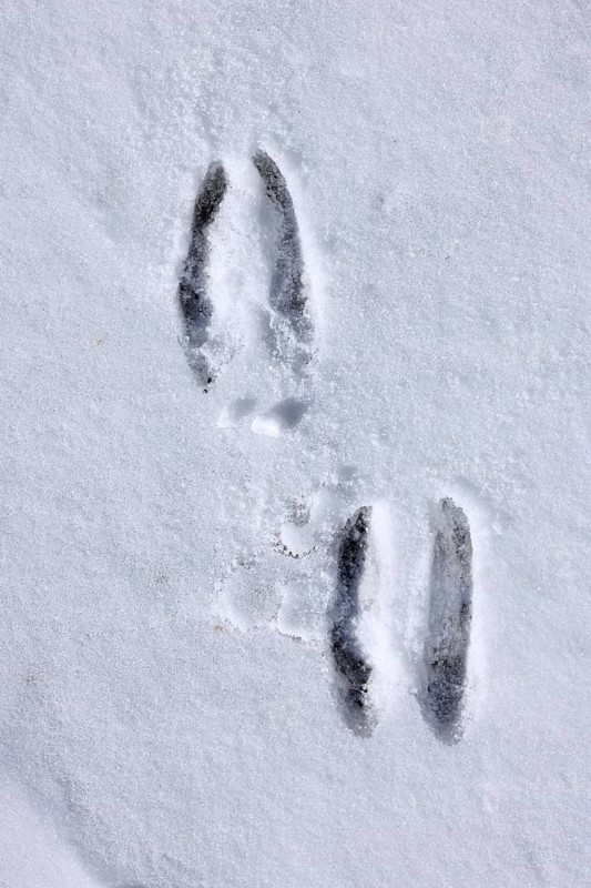 Alpine chamois (Rupicapra rupicapra) footprints, tracks in the snow showing the cloven hooves in winter