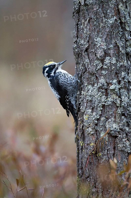 Lesser Spotted Woodpecker (Dryobates minor) female, Nizhegorodskaya, Russia