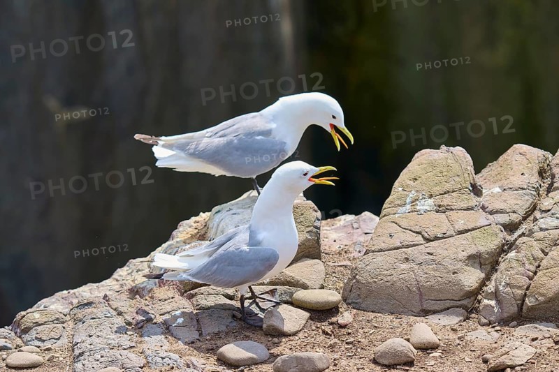 A pair of gulls calling on a rocky coastal promontory as if communicating with each other, Kittiwake (Rissa tridactyla), Seahouses, Inner Farne, Farne Islands, Northumberland, England, Great Britain