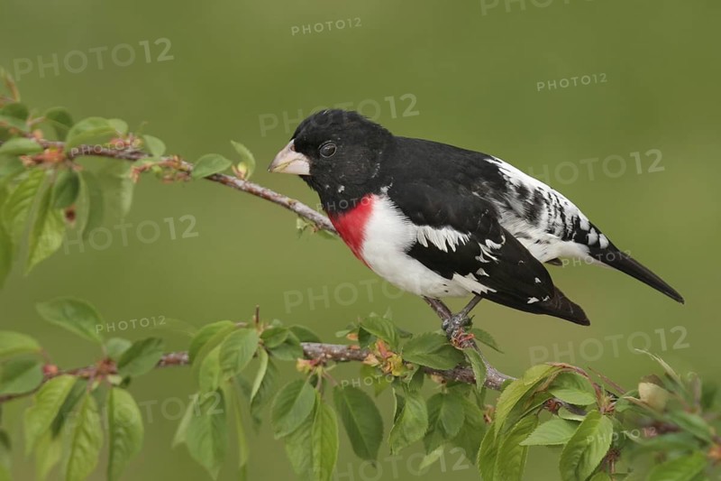 Rose-breasted Grosbeak (Pheucticus ludovicianus), Ohio, USA