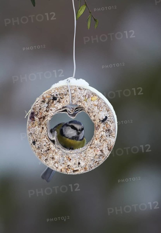 Eurasian Blue Tit (Cyanistes caeruleus), Mecklenburg-Western Pomerania, Germany