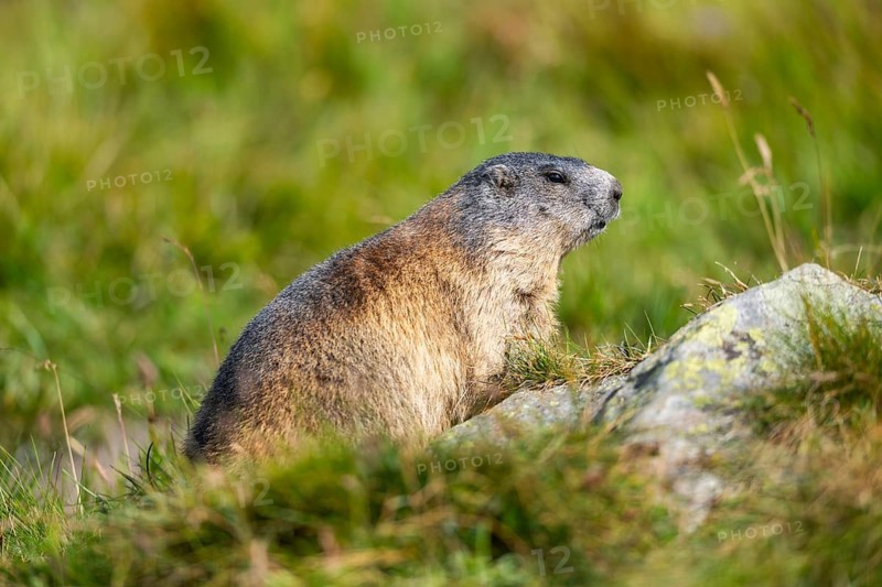 Alpine marmot (Marmota marmota) in autumn, Grossglockner, High Tauern National Park, Austria