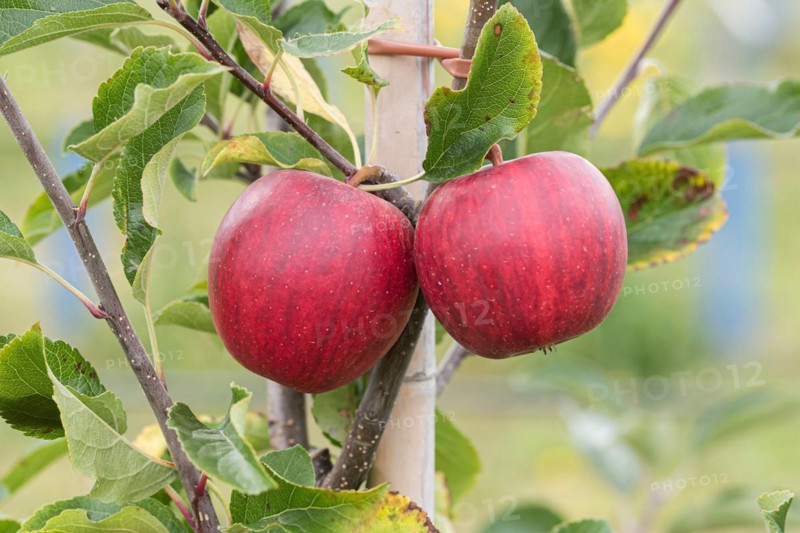 Apple (Malus domestica 'Gala Galaxy'), Cambridge Botanical Garden, Germany