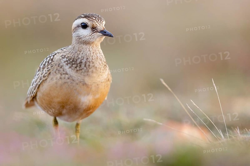 Eurasian Dotterel (Charadrius morinellus), Asturias, Spain