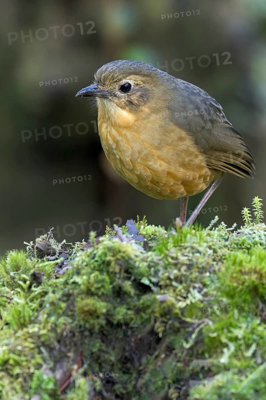 Tawny Antpitta (Grallaria quitensis) feeding on the forest floor in Colombia, South America