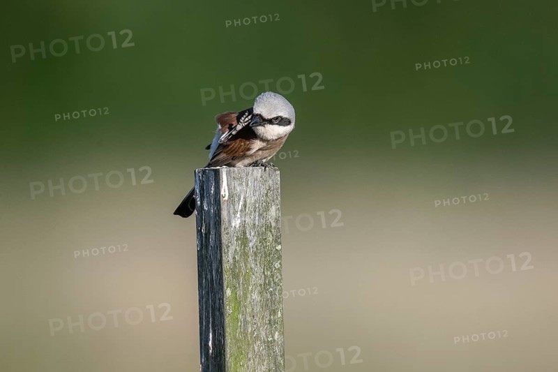 Red-backed shrike (Lanius collurio), Emsland, Lower Saxony, Germany