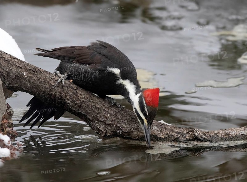 A female Pileated Woodpecker, Dryocopus pileatus, drinks from a backyard pond in Saskatoon, Saskatchewan