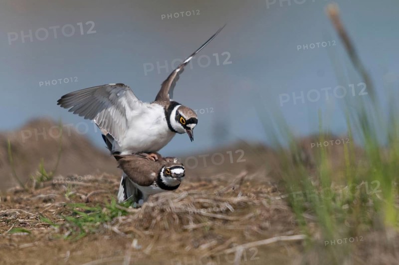 Charadrius dubius, common plover, little ringed plover, birds, charadriiformes, couple, kopula, limikolen, mating, couple, mating, plower, plover, birds, waders, waders