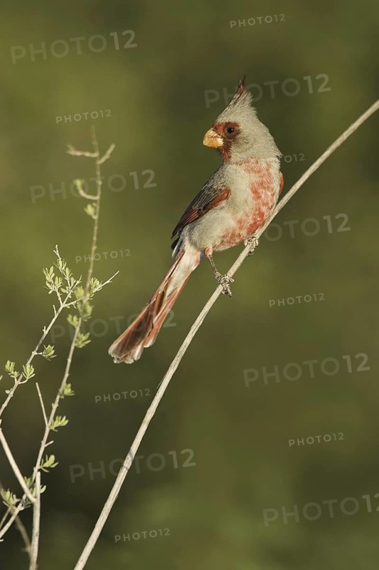 Pyrrhuloxia (Cardinalis sinuatus) male, Arizona, USA