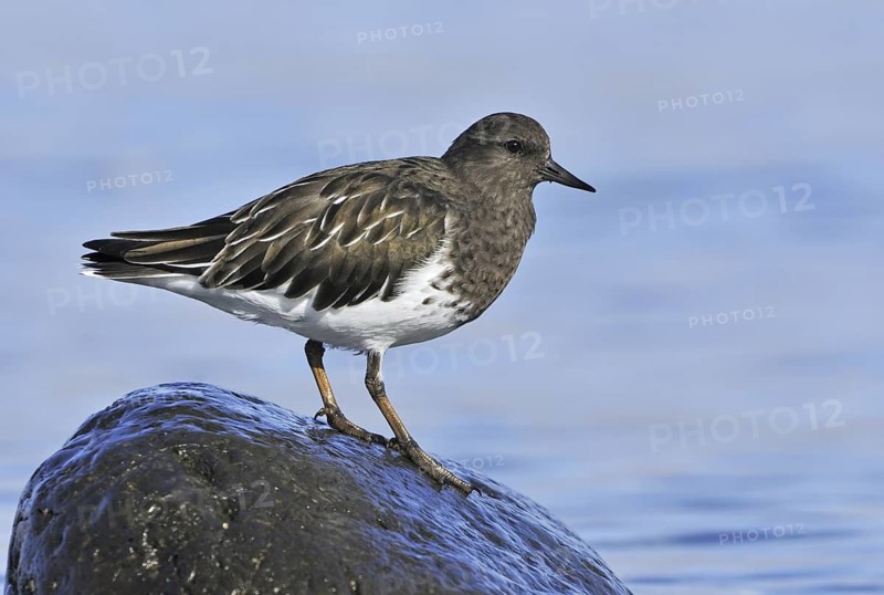 Black Turnstone (Arenaria melanocephala), British Columbia, Canada