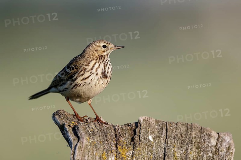 Meadow Pipit (Anthus pratensis) perched on pale, North Rhine-Westphalia, Germany