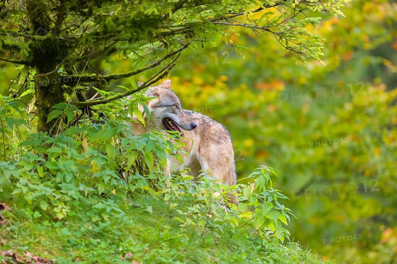 One eurasian gray wolf (Canis lupus lupus) stands on a hill, observing the area. A forest in fall colours in the background