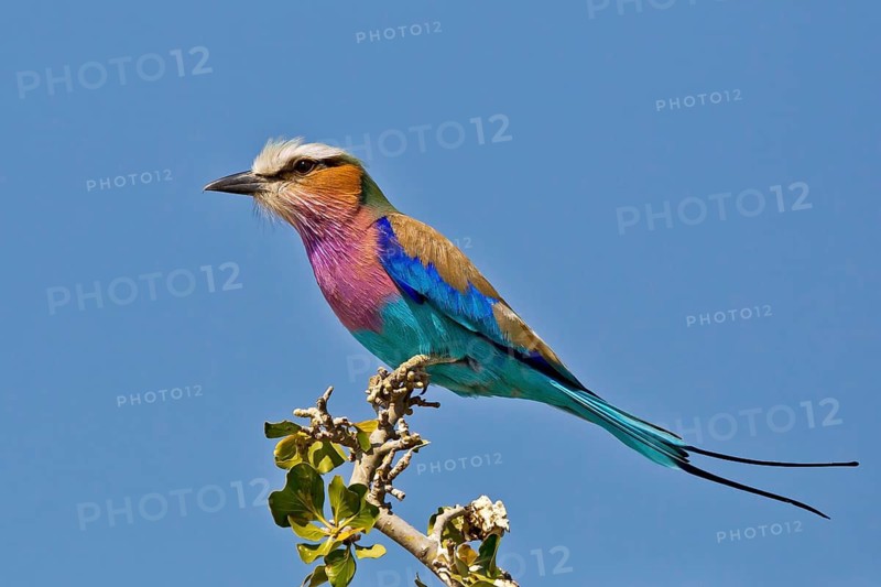 Lilac-breasted Roller (Coracias caudatus), Chobe, Botswana