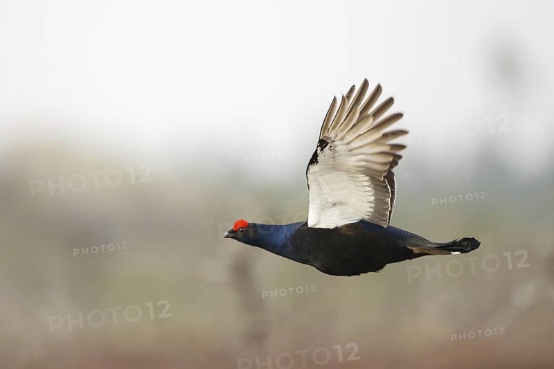 Black Grouse (Lyrurus tetrix) male flying, Sweden