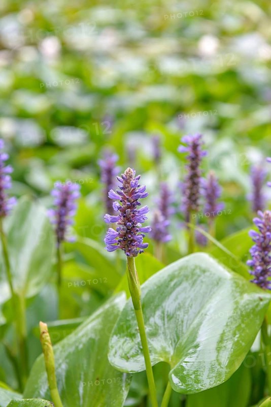 Pickerelweed (Pontederia cordata), Arboretum van Delden, Federal Republic of Germany