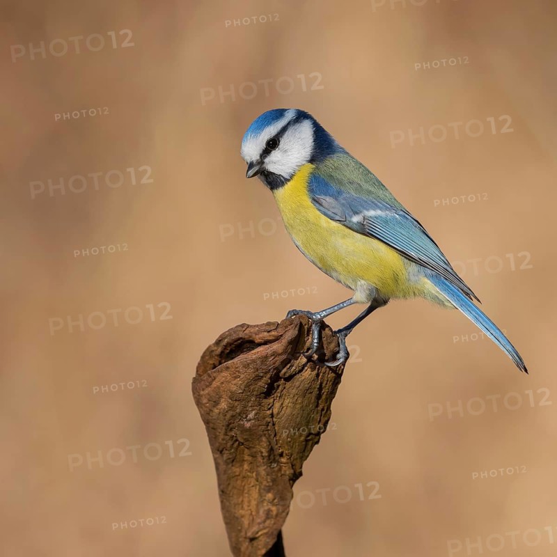 Eurasian Blue Tit (Cyanistes caeruleus), Lower Saxony, Germany