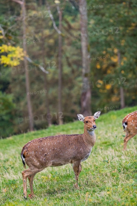 One female Manchurian sika deer or Dybowski's sika deer (Cervus nippon mantchuricus or Cervus nippon dybowskii) standing on a meadow on hilly ground