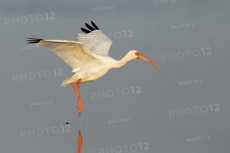 American White Ibis (Eudocimus albus) flying, Florida, USA