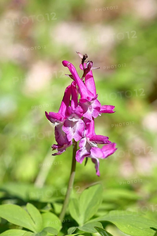 Hollow larkspur (Corydalis cava), inflorescence in a beech forest, spring, Wilnsdorf, North Rhine-Westphalia, Germany