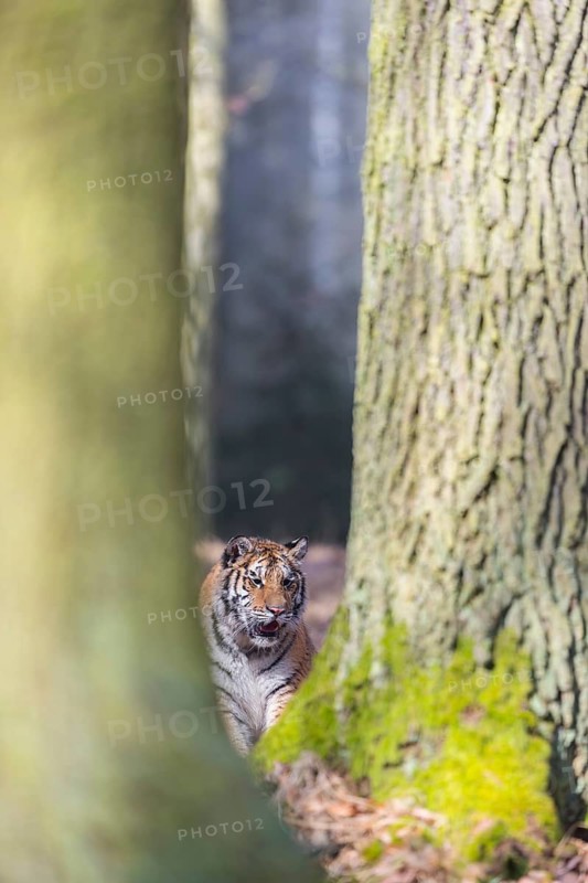 One young female Siberian Tiger, Panthera tigris altaica, hiding behind trees in a forest