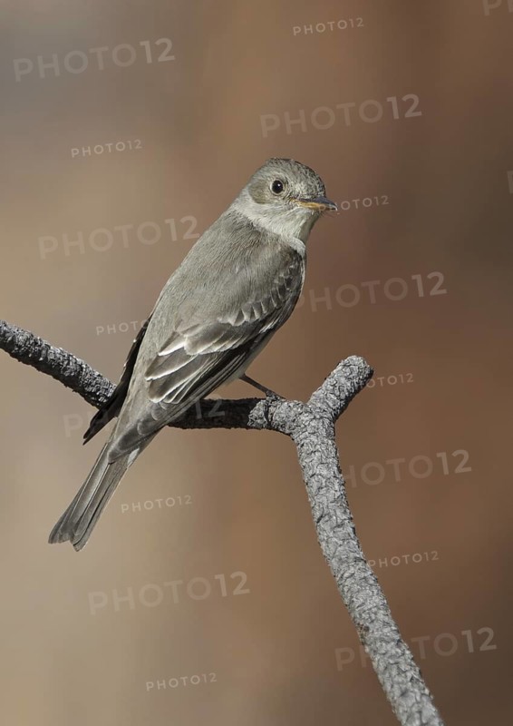 Western Wood Pewee (Contopus sordidulus), New Mexico, USA