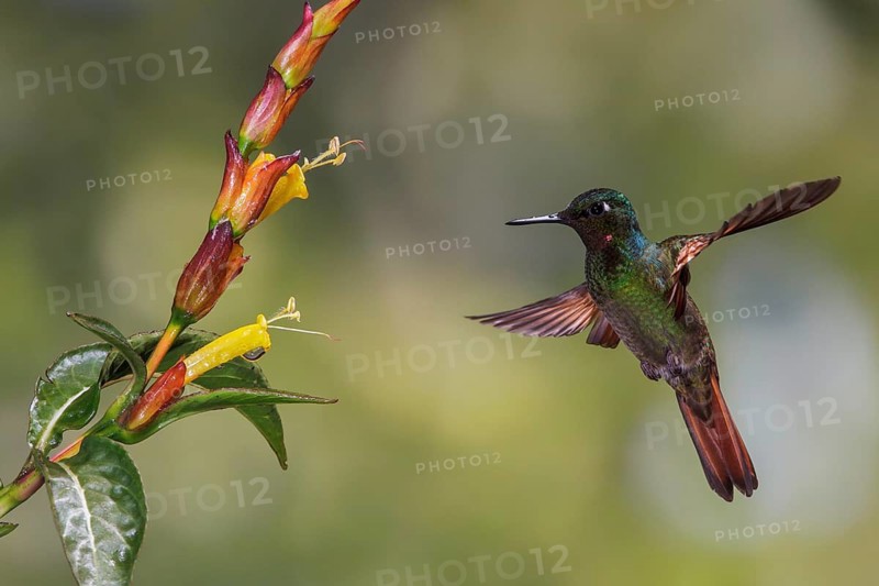 Brazilian Ruby (Clytolaema rubricauda) flying and feeding at a flower in the Atlantic rainforest of southeast Brazil