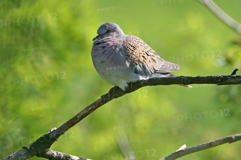 Turtle dove, (Streptopelia turtur), animals, birds, pigeons, island Lesbos, Greece, Black Sea coast