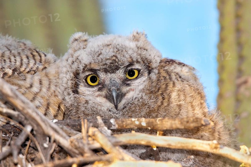 Great Horned Owl Bubo virginianus Tucson, ARIZONA, United States 23 May Immatures on nest in Saguaro cactus. Strigidae