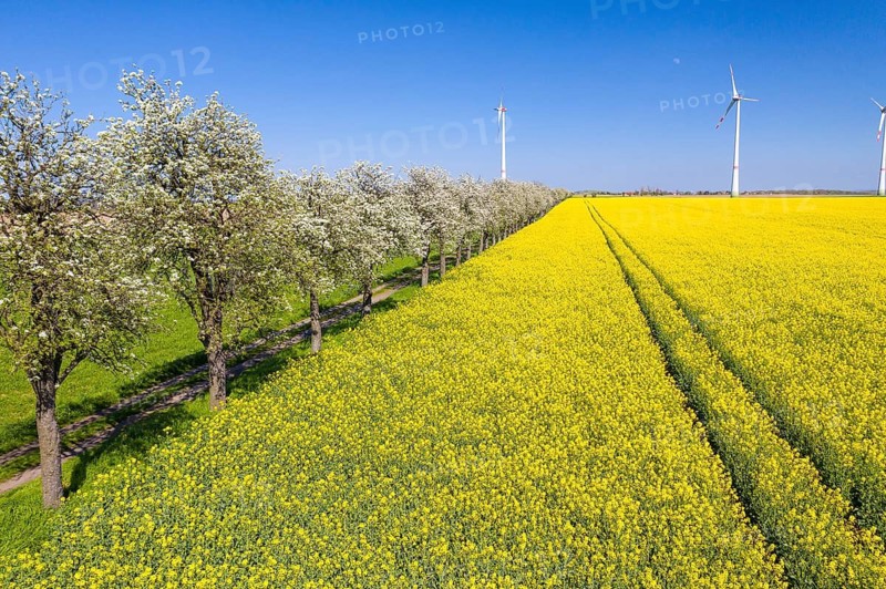 Aerial view of a rape field (Brassica napus) in bloom and a field path with blossoming fruit trees, pear tree (Pyrus), wind turbines in the background, near Ganzig, Liebschützberg, Saxony, Germany