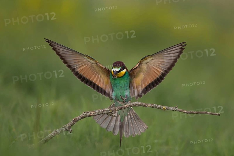 European Bee-eater (Merops apiaster), Bulgaria