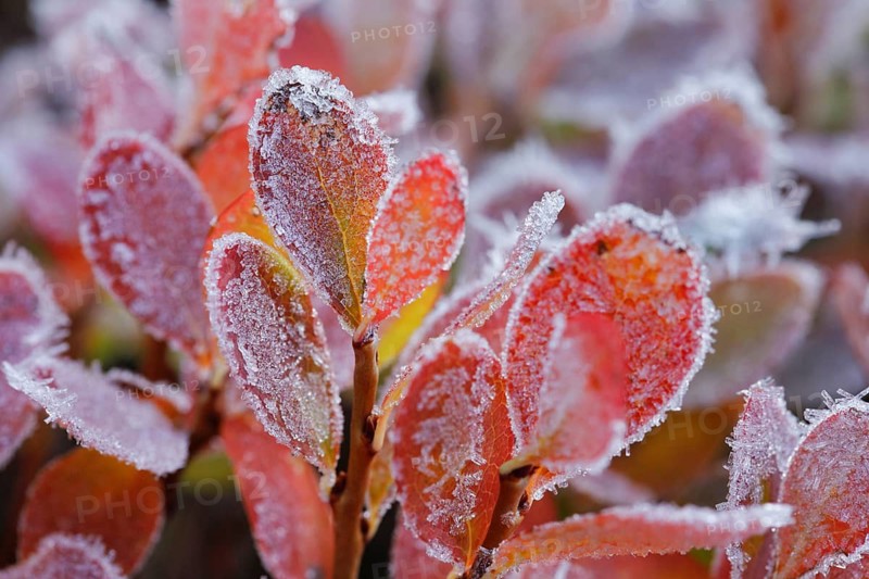 Autumn-coloured blueberry bushes covered with hoarfrost, autumn in the Swiss Alps