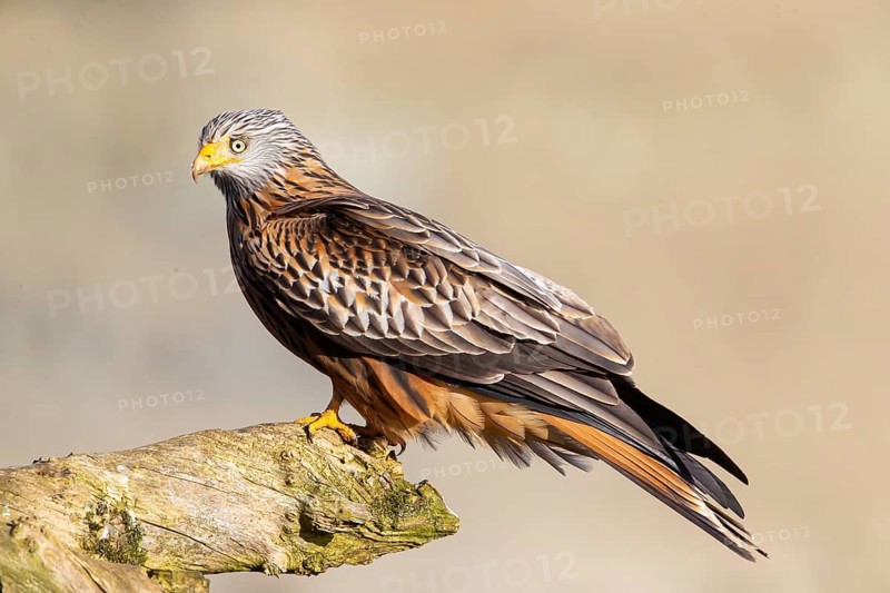 Red Kite (Milvus milvus) Germany