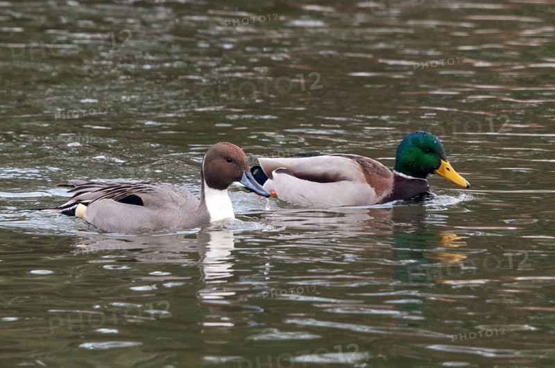 Anas acuta, pintail, pintail, anatidae, birds, ducks, ice, ducks, ducks, ice, male, birds, waterbirds, waterbirds, winter