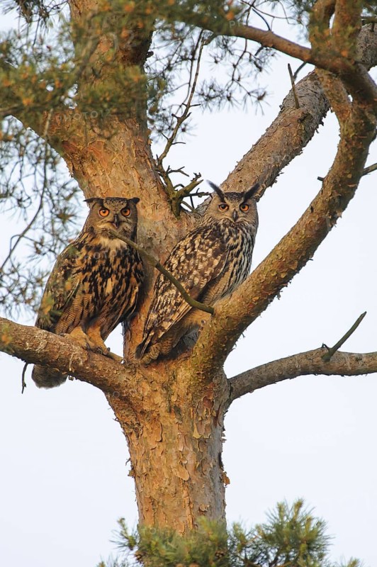 Eurasian Eagle-Owl (Bubo bubo), Lower Saxony, Germany