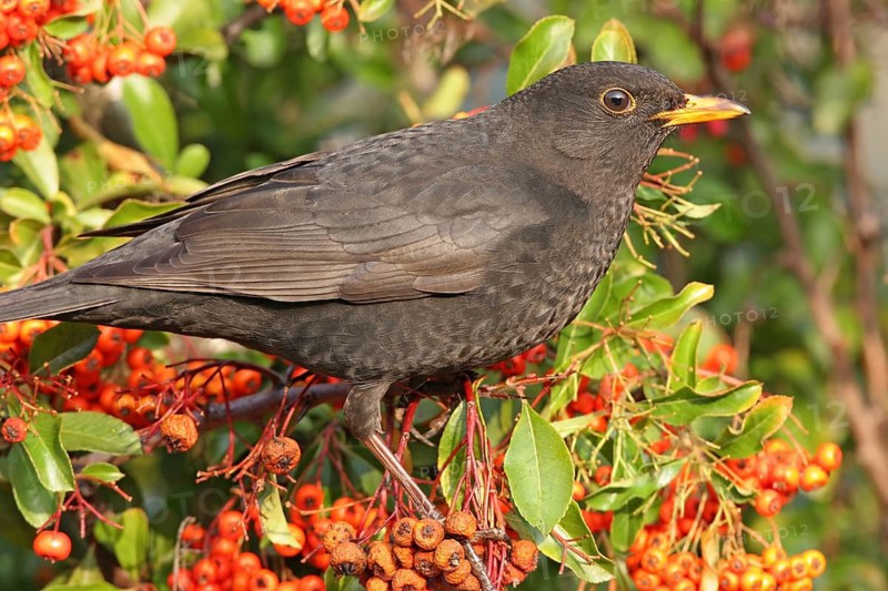 Blackbird (Turdus merula), one, individual, biotope, habitat, perch, garden, Neuhofen, Rhineland-Palatinate, Federal Republic of Germany