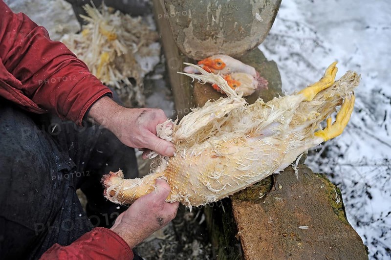 House slaughter on a farm: freshly slaughtered duck is plucked at the back of two duck heads, Eckental, Middle Franconia, Bavaria, Germany