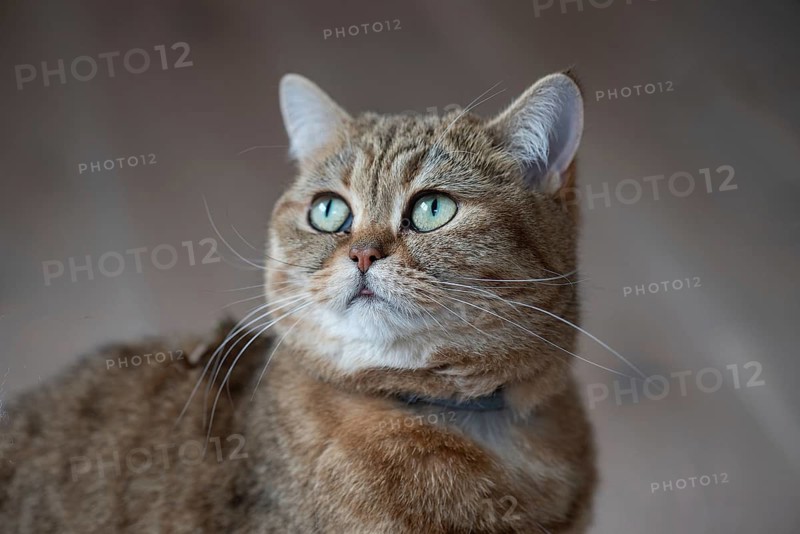 Portrait of a cat, Bavaria, Germany